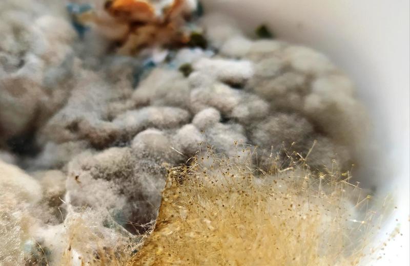 冰箱里的“隐形杀手”:一份被忽视的家庭生存指南 健康养生